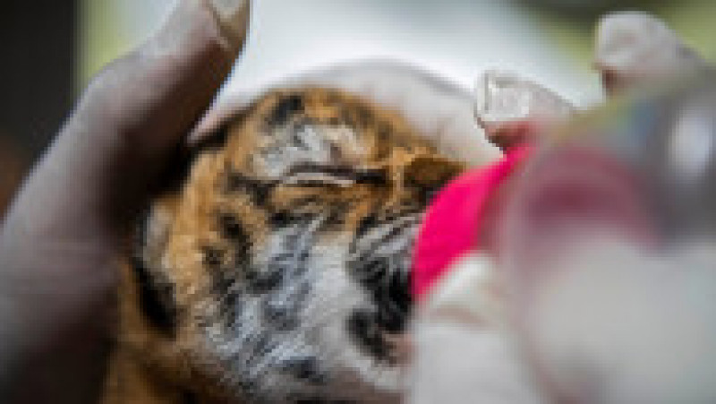 Un pui de tigru bengalez, specie ameninţată cu dispariţia, s-a născut sâmbătă la Grădina Zoologică Naţională din Nicaragua.. FOTO Profimedia Images | Poza 9 din 9