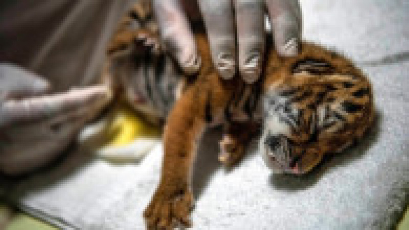 Un pui de tigru bengalez, specie ameninţată cu dispariţia, s-a născut sâmbătă la Grădina Zoologică Naţională din Nicaragua.. FOTO Profimedia Images | Poza 5 din 9