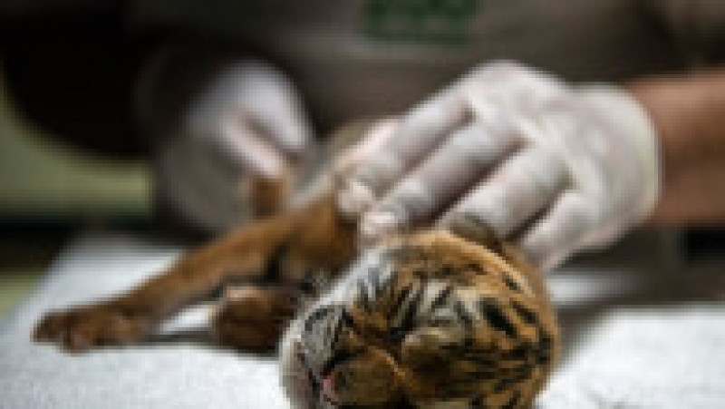 Un pui de tigru bengalez, specie ameninţată cu dispariţia, s-a născut sâmbătă la Grădina Zoologică Naţională din Nicaragua.. FOTO Profimedia Images | Poza 2 din 9