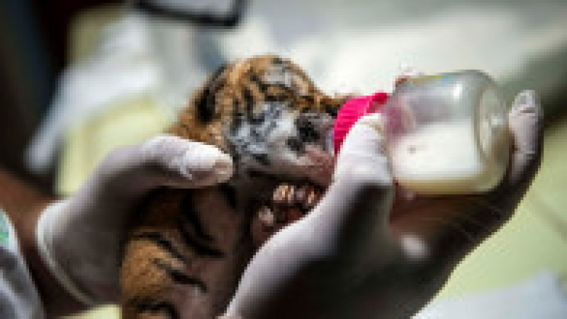Un pui de tigru bengalez, specie ameninţată cu dispariţia, s-a născut sâmbătă la Grădina Zoologică Naţională din Nicaragua.. FOTO Profimedia Images | Poza 6 din 9