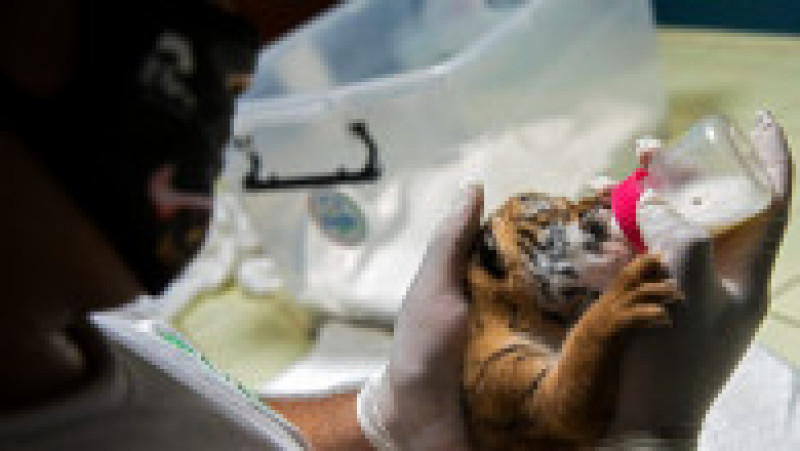 Un pui de tigru bengalez, specie ameninţată cu dispariţia, s-a născut sâmbătă la Grădina Zoologică Naţională din Nicaragua.. FOTO Profimedia Images | Poza 7 din 9