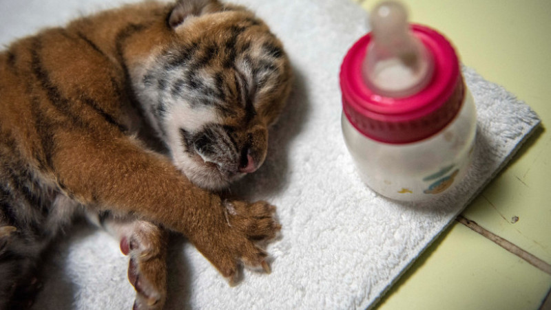 Un pui de tigru bengalez, specie ameninţată cu dispariţia, s-a născut sâmbătă la Grădina Zoologică Naţională din Nicaragua.. FOTO Profimedia Images