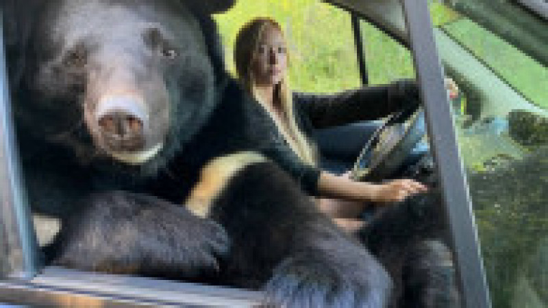 O tânără din Rusia a fost surprinsă în mai multe fotografii în timp ce călătorește în mașină cu un urs. FOTO: Profimedia Images | Poza 3 din 14