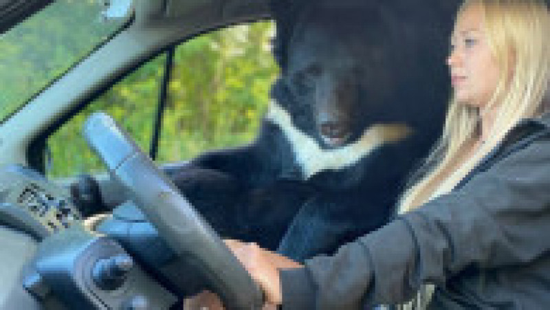 O tânără din Rusia a fost surprinsă în mai multe fotografii în timp ce călătorește în mașină cu un urs. FOTO: Profimedia Images | Poza 4 din 14