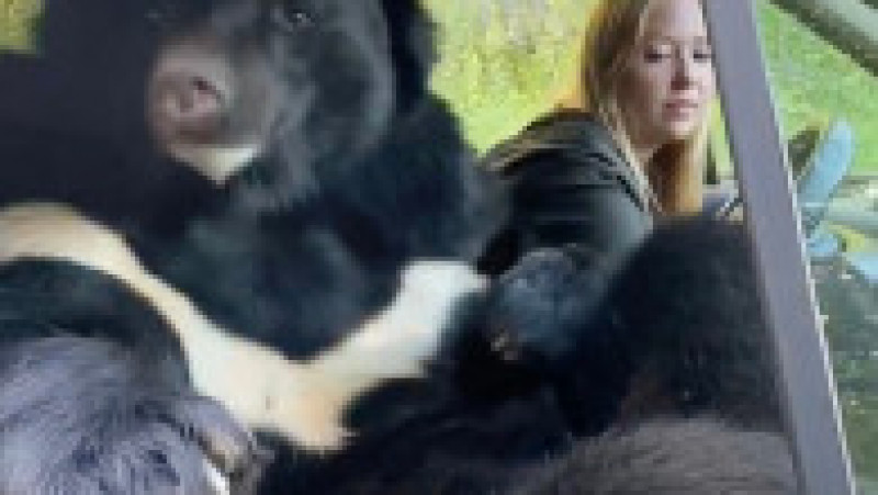 O tânără din Rusia a fost surprinsă în mai multe fotografii în timp ce călătorește în mașină cu un urs. FOTO: Profimedia Images | Poza 2 din 14