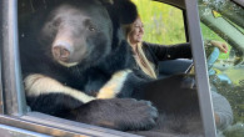 O tânără din Rusia a fost surprinsă în mai multe fotografii în timp ce călătorește în mașină cu un urs. FOTO: Profimedia Images | Poza 10 din 14