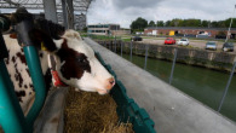Fermă de vaci plutitoare, în portul Rotterdam. Foto: Profimedia Images | Poza 4 din 5