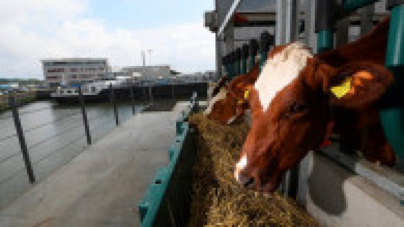Fermă de vaci plutitoare, în portul Rotterdam. Foto: Profimedia Images | Poza 2 din 5