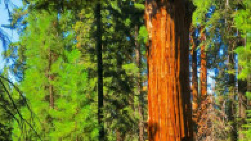 Sequoia Generalul Sherman. Sursa foto: Profimedia Images | Poza 4 din 7