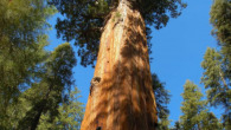 Sequoia Generalul Sherman. Sursa foto: Profimedia Images | Poza 2 din 7