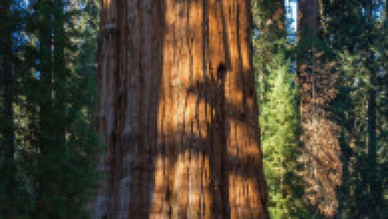 Sequoia Generalul Sherman. Sursa foto: Profimedia Images | Poza 5 din 7