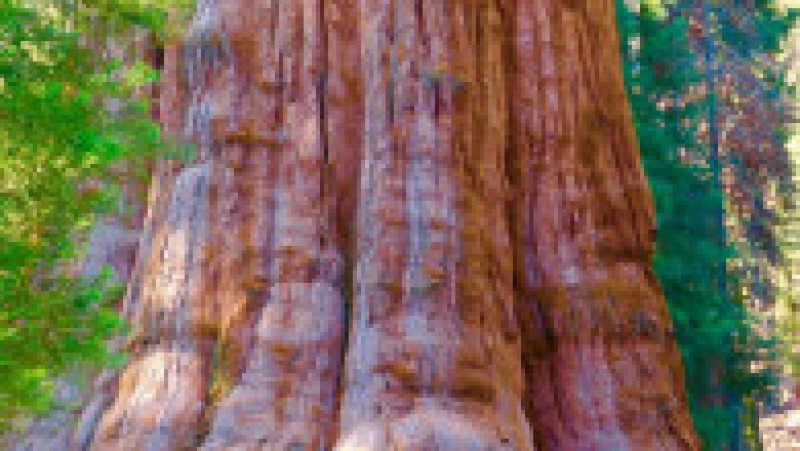 Cel mai înalt copac din lume, este interzis, în mod oficial, vizitatorilor. FOTO: Profimedia Images | Poza 3 din 7
