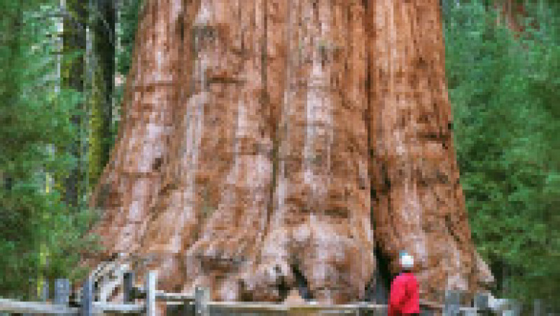 Sequoia Generalul Sherman. Sursa foto: Profimedia Images | Poza 1 din 7