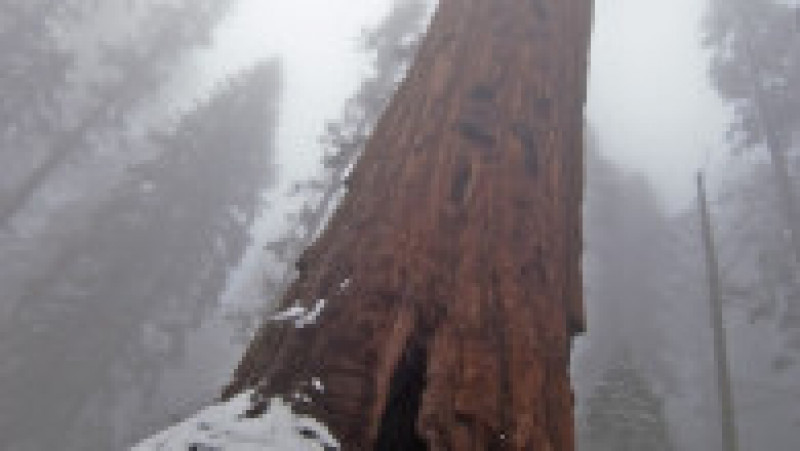 Sequoia Generalul Sherman. Sursa foto: Profimedia Images | Poza 6 din 7