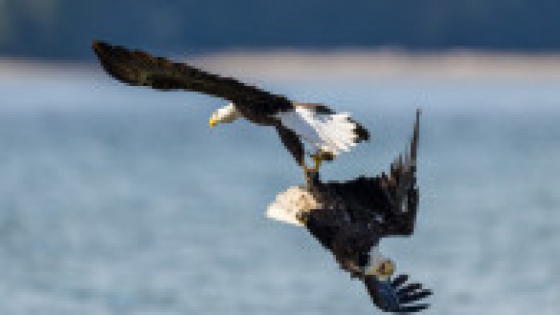 Luptă între doi vulturi pleșuvi pentru teritoriu și pradă. Foto: Chris Covington/Solent News via Profimedia Images | Poza 6 din 8