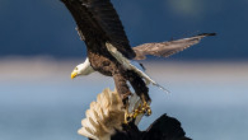 Luptă între doi vulturi pleșuvi pentru teritoriu și pradă. Foto: Chris Covington/Solent News via Profimedia Images | Poza 5 din 8