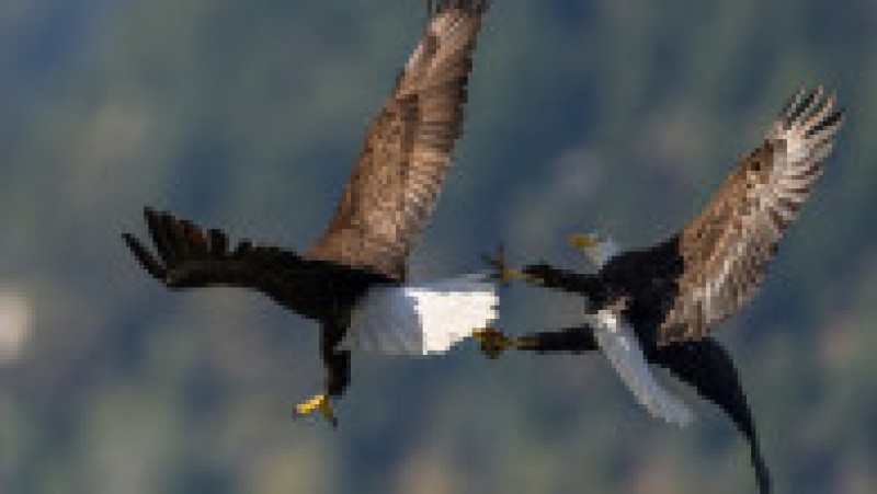 Luptă între doi vulturi pleșuvi pentru teritoriu și pradă. Foto: Chris Covington/Solent News via Profimedia Images | Poza 7 din 8