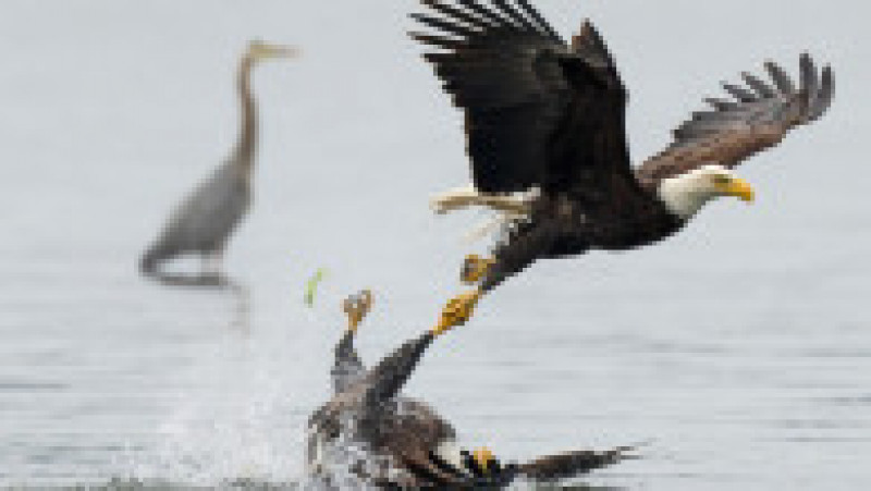 Luptă între doi vulturi pleșuvi pentru teritoriu și pradă. Foto: Chris Covington/Solent News via Profimedia Images | Poza 8 din 8