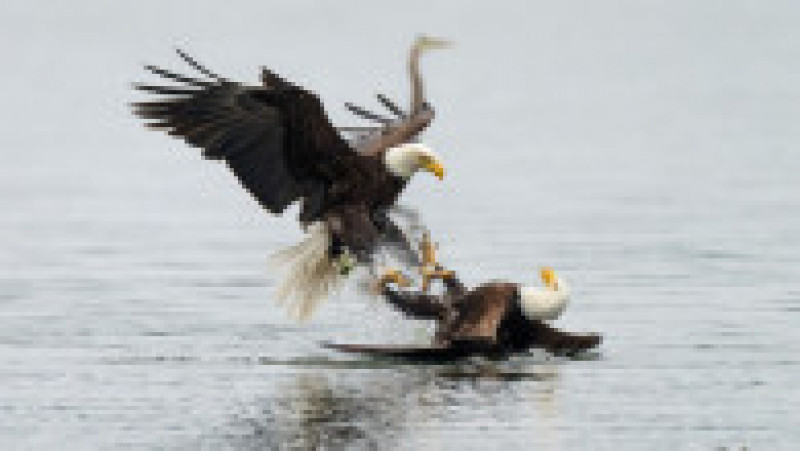 Luptă între doi vulturi pleșuvi pentru teritoriu și pradă. Foto: Chris Covington/Solent News via Profimedia Images | Poza 2 din 8