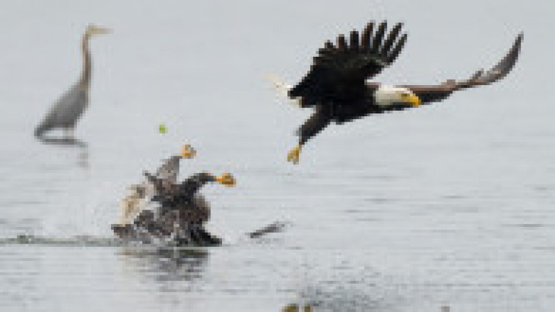 Luptă între doi vulturi pleșuvi pentru teritoriu și pradă. Foto: Chris Covington/Solent News via Profimedia Images | Poza 1 din 8