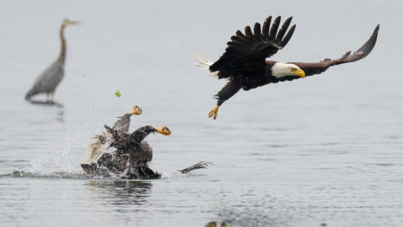 Luptă între doi vulturi pleșuvi pentru teritoriu și pradă. Foto: Chris Covington/Solent News via Profimedia Images