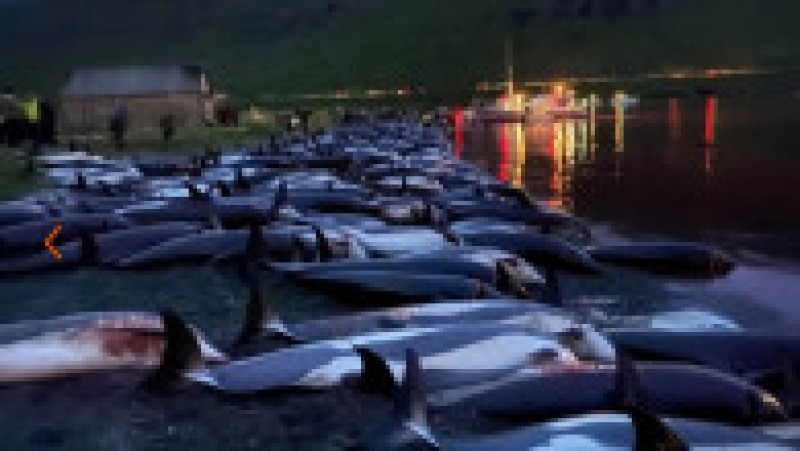Peste 1.400 de delfini au fost omorâți într-o singură zi Insulele Feroe. FOTO: Sea Shepherd | Poza 34 din 34
