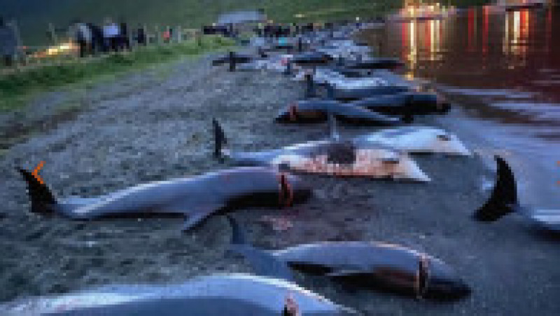 Peste 1.400 de delfini au fost omorâți într-o singură zi Insulele Feroe. FOTO: Sea Shepherd | Poza 33 din 34