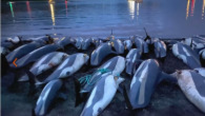 Peste 1.400 de delfini au fost omorâți într-o singură zi Insulele Feroe. FOTO: Sea Shepherd | Poza 31 din 34