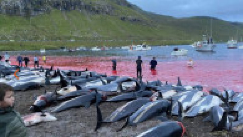 Peste 1.400 de delfini au fost omorâți într-o singură zi Insulele Feroe. FOTO: Sea Shepherd | Poza 32 din 34