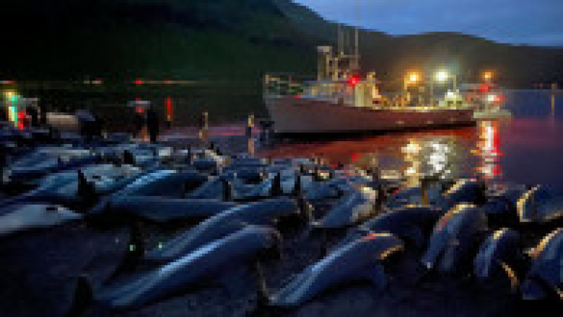 Peste 1.400 de delfini au fost omorâți într-o singură zi Insulele Feroe, în timpul vânătorii anuale tradiționale. FOTO: Profimedia Images | Poza 27 din 34