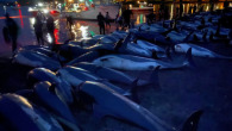 Peste 1.400 de delfini au fost omorâți într-o singură zi Insulele Feroe, în timpul vânătorii anuale tradiționale. FOTO: Profimedia Images | Poza 1 din 6