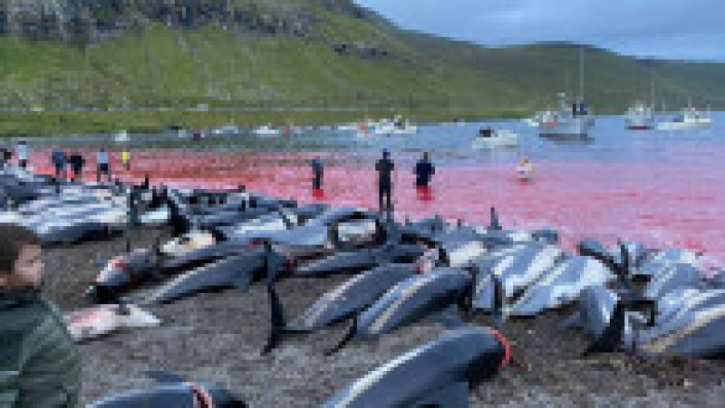 Peste 1.400 de delfini au fost omorâți într-o singură zi Insulele Feroe, în timpul vânătorii anuale tradiționale. FOTO: Profimedia Images | Poza 5 din 6