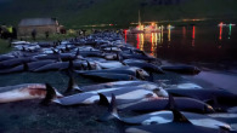 Peste 1.400 de delfini au fost omorâți într-o singură zi Insulele Feroe, în timpul vânătorii anuale tradiționale. FOTO: Profimedia Images | Poza 6 din 6
