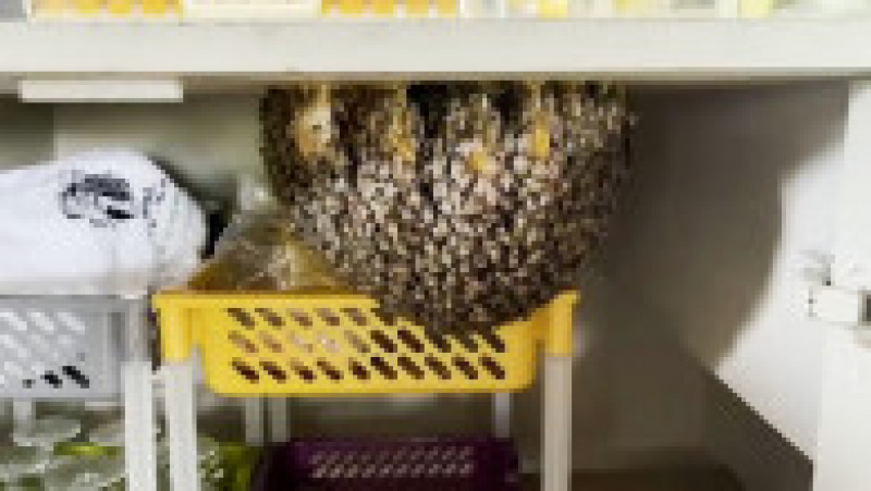 Un roi de albine și-a construit stupul în bucătăria unui restaurant FOTO: Profimedia Images | Poza 6 din 9