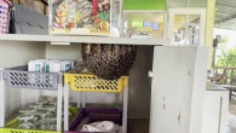 Un roi de albine și-a construit stupul în bucătăria unui restaurant FOTO: Profimedia Images | Poza 1 din 9