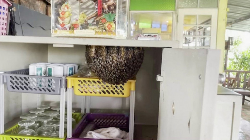 Un roi de albine și-a construit stupul în bucătăria unui restaurant FOTO: Profimedia Images