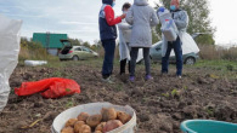 Locuitorii din satul Nenașev și-au exprimat votul inclusiv la cules de cartofi, cu urna mobilă. Foto: Profimedia | Poza 1 din 17