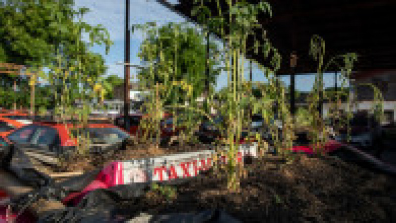 Taxiuri abandonate transformate în grădină de legume. Foto: Profimedia Images | Poza 5 din 10