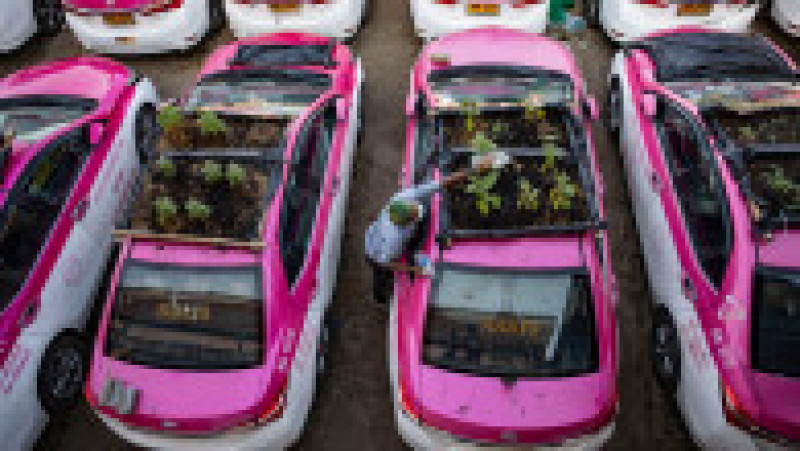 Taxiuri abandonate transformate în grădină de legume. Foto: Profimedia Images | Poza 10 din 10