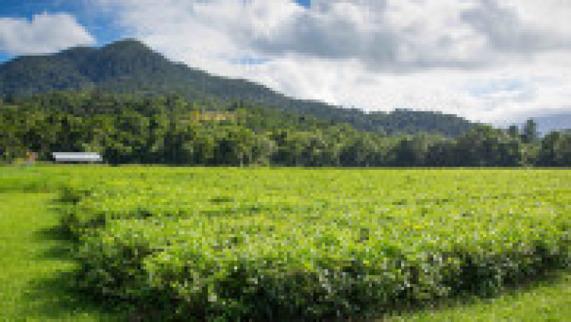 Fruze de ceai în regiunea Daintree. Sursa foto: Profimedia Images | Poza 7 din 18