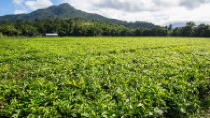Fruze de ceai în regiunea Daintree. Sursa foto: Profimedia Images | Poza 14 din 18