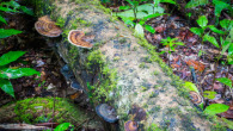 Vegetație în defileul Mossman. Sursa foto: Profimedia Images | Poza 15 din 18