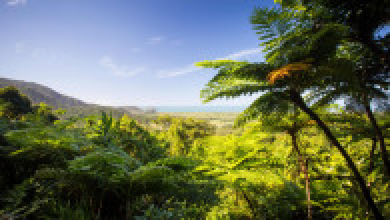Vedere de pe Muntele Alexandra, din regiunea Daintree, către Marea Barieră de Corali. Sursa foto: Profimedia Images | Poza 9 din 18