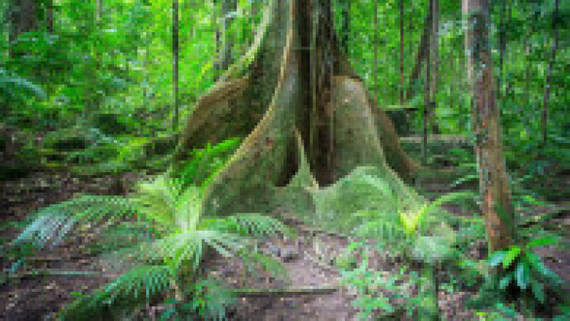 Vegetație în defileul Mossman. Sursa foto: Profimedia Images | Poza 5 din 18