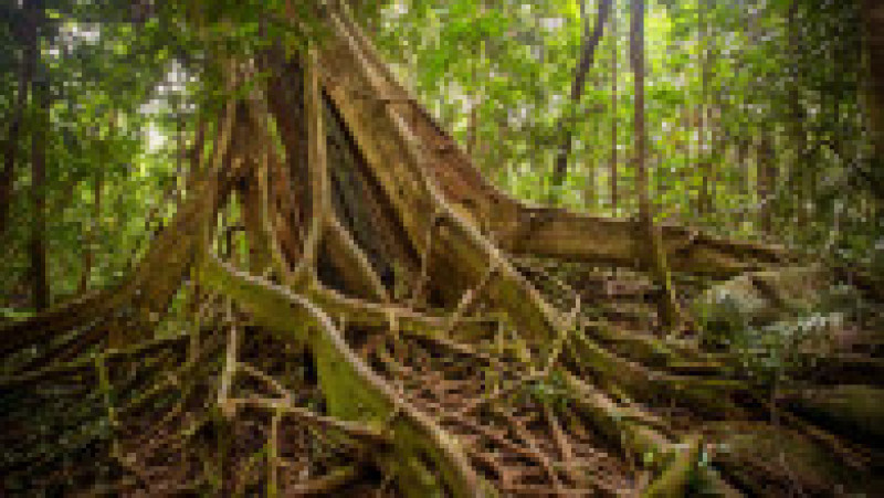 Vegetație în defileul Mossman. Sursa foto: Profimedia Images | Poza 16 din 18