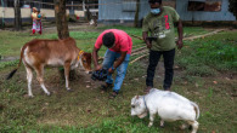 Cu doar 51 de centimetri înălţime şi 66 de centimetri lungime şi o greutate de 26 kilograme, Rani, o vacă din rasa Bhutti, extrem de apreciată pentru carnea sa în Bangladesh, a făcut senzaţie în iulie după ce fotografii cu ea au apărut în presă şi pe reţelele de socializare. Sursa foto: Profimedia Images | Poza 8 din 11