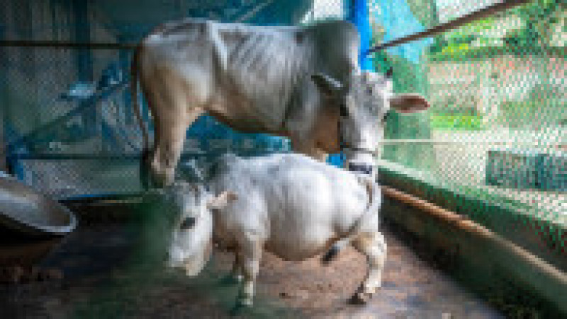 Cu doar 51 de centimetri înălţime şi 66 de centimetri lungime şi o greutate de 26 kilograme, Rani, o vacă din rasa Bhutti, extrem de apreciată pentru carnea sa în Bangladesh, a făcut senzaţie în iulie după ce fotografii cu ea au apărut în presă şi pe reţelele de socializare. Sursa foto: Profimedia Images | Poza 6 din 11