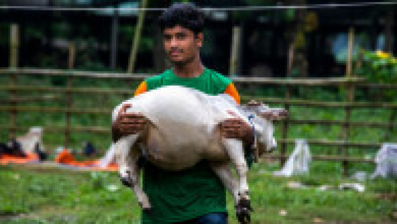 Cu doar 51 de centimetri înălţime şi 66 de centimetri lungime şi o greutate de 26 kilograme, Rani, o vacă din rasa Bhutti, extrem de apreciată pentru carnea sa în Bangladesh, a făcut senzaţie în iulie după ce fotografii cu ea au apărut în presă şi pe reţelele de socializare. Sursa foto: Profimedia Images | Poza 9 din 11