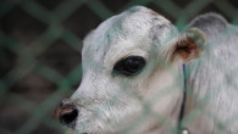 Cu doar 51 de centimetri înălţime şi 66 de centimetri lungime şi o greutate de 26 kilograme, Rani, o vacă din rasa Bhutti, extrem de apreciată pentru carnea sa în Bangladesh, a făcut senzaţie în iulie după ce fotografii cu ea au apărut în presă şi pe reţelele de socializare. Sursa foto: Profimedia Images | Poza 11 din 11