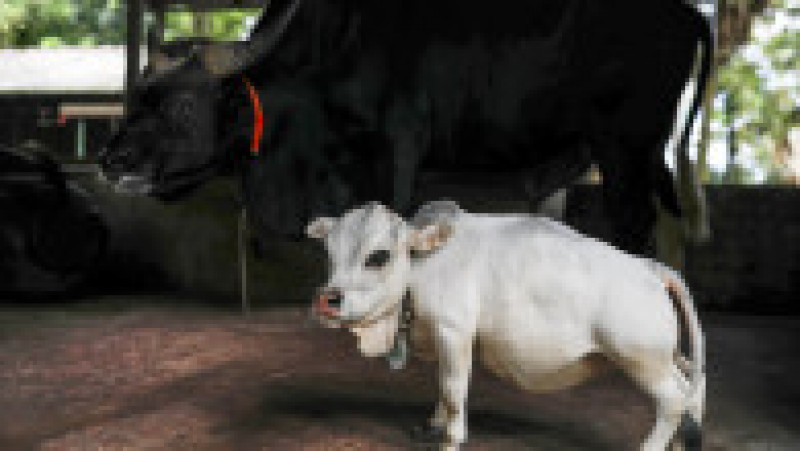 Cu doar 51 de centimetri înălţime şi 66 de centimetri lungime şi o greutate de 26 kilograme, Rani, o vacă din rasa Bhutti, extrem de apreciată pentru carnea sa în Bangladesh, a făcut senzaţie în iulie după ce fotografii cu ea au apărut în presă şi pe reţelele de socializare. Sursa foto: Profimedia Images | Poza 3 din 11